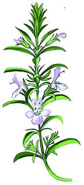 satureja hortensis